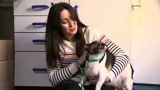 Does your fat pet need a diet?
