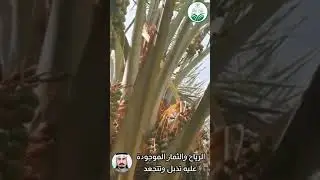 حفار عذوق النخيل قد يقضي على محصول النخلة بالكامل … فتعرف معنا على أفضل طرق مكافحته عبدالله الشقاق