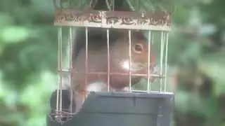 The bird seed thief