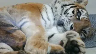 横になれば