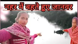 नहर के तेज बहाव में बहते दिखे बेजुबान जानवर 😱 | लोग देखकर दंग रह गए! | Usha 01 Blog