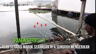 SPOT MANTAP SERANGAN  IKAN SEHABIS MABUK BIKIN SIBUK ||mancing saguling terbaru