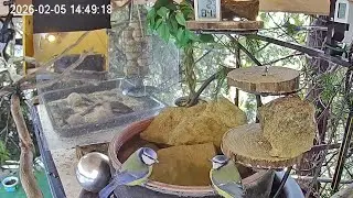 Ruhiger früher Nachmittag am Vogel-Spa (05.02.2026)