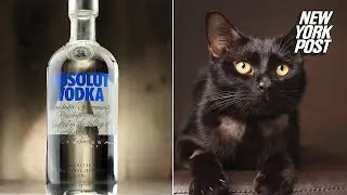 How vodka saved the life of a cat that drank antifreeze | New York Post