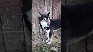 Rachel's dog Archer Not too happy   Shiba Inu 3yrs