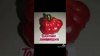 Обзор томатов Сине-  зелёный Вагнера и Томатная хризантема .