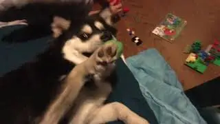 Derp dog