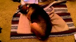 Mini-Vlog: Cookie dreaming