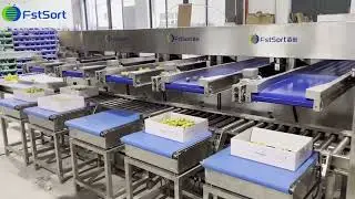 Jujube lychee lemon cherry tomato grading filling&packing line