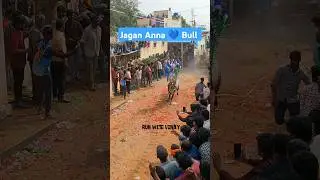 Ysrcp Bull 🔥 Running Mass Entry 💙 Mallaiah Palli 🤩 Jallikattu#jallikattu2025#runwithvinay#ysrcpsongs