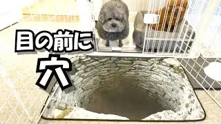 目前に穴が出現した時の犬の様子がこちらです
