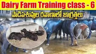 పాడిపశువుల రవాణాలో జాగ్రత్తలు| Cow Transportation Guide for Farmers &ndash; Do&rsquo;s & Don&rsquo;ts