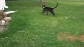 CAT HUNTING BIRD
