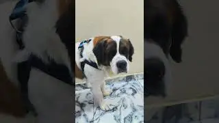 #simba #love #pets #viral #shorts