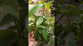 Japanese bamboo easiest propagation