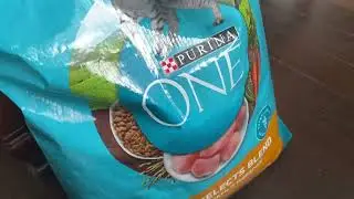 Honest Review Purina One Cat Food Chicken