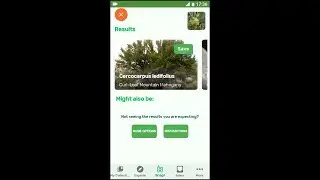 PlantSnap identifies a Curl-Leaf Mountain Mahogany (Cercocarpus ledifolius)