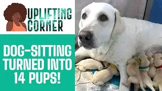 Dog-Sitting… Then 14 Puppies Arrived?! 😳