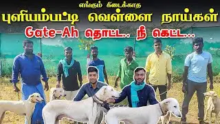 பாசத்திற்கும் காவலுக்கும் கெட்டிக்காரன் | TN Native Breed Chippiparai Mayilai #chippiparaidog #kanni