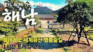 [나홀로 트레킹] 땅끝 해남의 명품숲길 유네스코 세계유산 구경하기 | 임진왜란 의승병의 대흥사 호국불교 여행 코스 추천 | Trekking in korea 4K