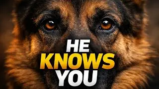 German Shepherds Would Die for Their Owner