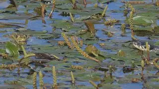 Frogs defend themselves against snakes / Fr&ouml;sche verteidigen sich gegen Schlangen