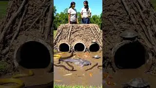 fish, reptiles, and birds around a shallow, muddy pool#fishing #lifeisbutadream #fishingvacation