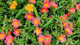 Portulaca 9'o clock plant 10'o clock flower ||rose moss || sun plant || #portulacaflower