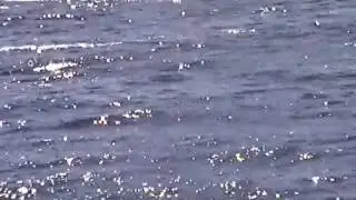Pectoral Fin Slapping by 2 Humpback Whales