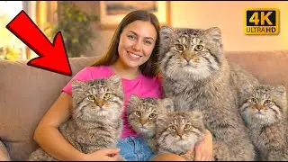 I Rescued a Frozen Wild Cat and He Came Back with His Entire Pack!