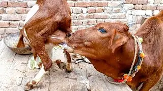 calf feeding from goat | daily animal facts | Nikka Haji