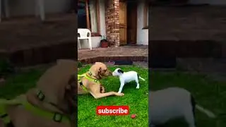 funny dog 🤣🤣 #shorts #funnydog #cutedog 👉 check description 👈