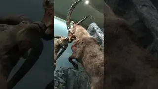 Bergwild (2/2): Murmel, Gams, Steinwild & Alpendohle vs. Alpenkr&auml;he