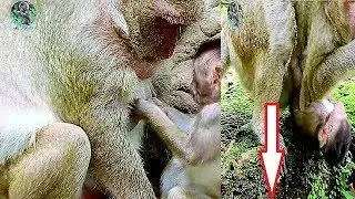 Mom Popeye decide stop milk her baby Polly short time | Pity Baby Polly control mild mom scaring |