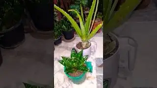 Plants growing in plastic waist (Recycle plastic waist)in to Planter How to Grow and Care #AloeVera