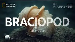 Brachiopod Documentary | Survivors From Earth’s Deepest Time