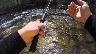 Rainbow trout in Anthony Creek. Greenbrier County, WV