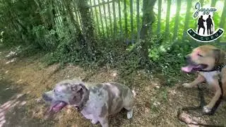HOW TO GO PASS OTHER DOGS *OFF LEASH EDITION*