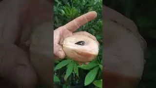 Sapoti Alano (Manilkara Zapota) mudas de Enxerto por incostia whatsapp para envio 21989297468
