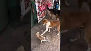 पार इज्जत धुळीस Bc😅.#toosharpdubs #toosharp #marathidubbing  #trendingreel  #viralvideo #dogcomedy