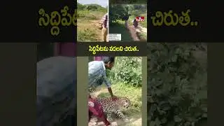 Leopard Spotted in Siddipet : సిద్దిపేటలో చిరుత కలకలం | hmtv