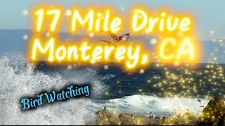 Bird Watching Along 17 Mile Drive / Monterey California Coast