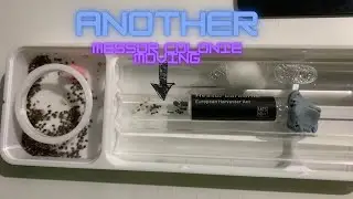 My other messor barbarus colony move into a venus nest!!!