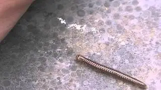Miljoenpoot