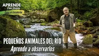 🦞 Observando pequeños animales del río | APRENDE con Jaime
