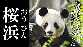 【癒し回】なにか良い夢見てる？ポカポカ陽気に幸せそうな顔で眠る桜浜ちゃん🌸