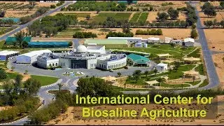 International Center for Biosaline Agriculture -ICBA