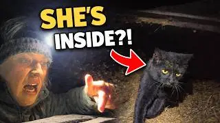 One Very Lucky Cat, Escaped Sheep & Farm Chaos | Real Life on the Farm