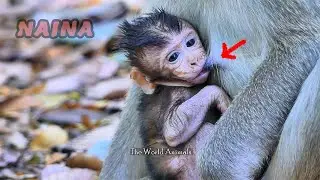 Today is adorable baby Monkey fasting to drinking fresh Milk | The World Animals