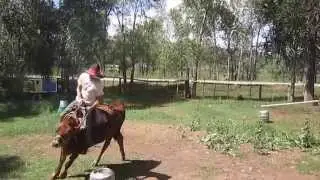 Crash the Jersey steer runs the kegs - Mancos Livery